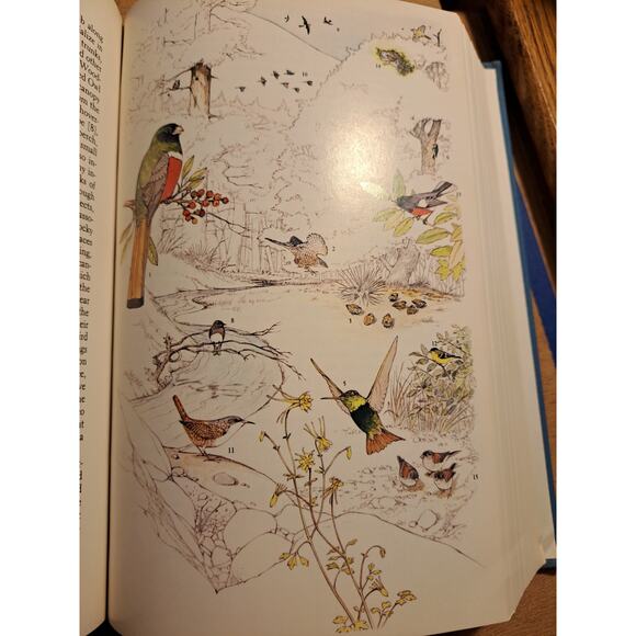 The Birdwatcher's Companion An Encyclopedic Handbook of North American Birdlife - Picture 7 of 11